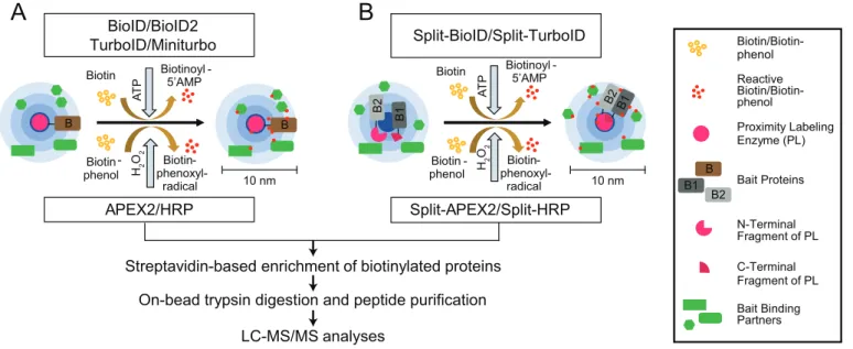 Figure  5. PL-MS  approaches.  (A)  Biotin  ligases  and  peroxidases  generate  reactive  biotin/biotin-phenol  intermediates,  respectively,  which  tag  proximal  proteins