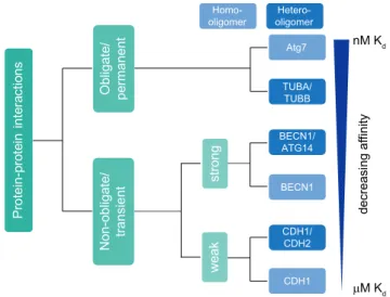 Figure 2.  Classification of protein-protein  interactions  based on stability and binding affinity