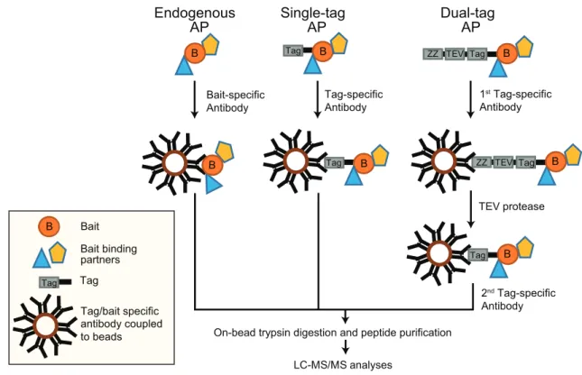 Figure  3. AP-MS  approaches.  (A)  AP  of  endogenous  proteins  is  a  method  to  identify  bait  interactors  using  bait-specific  antibodies,  which  are  coupled  to  beads