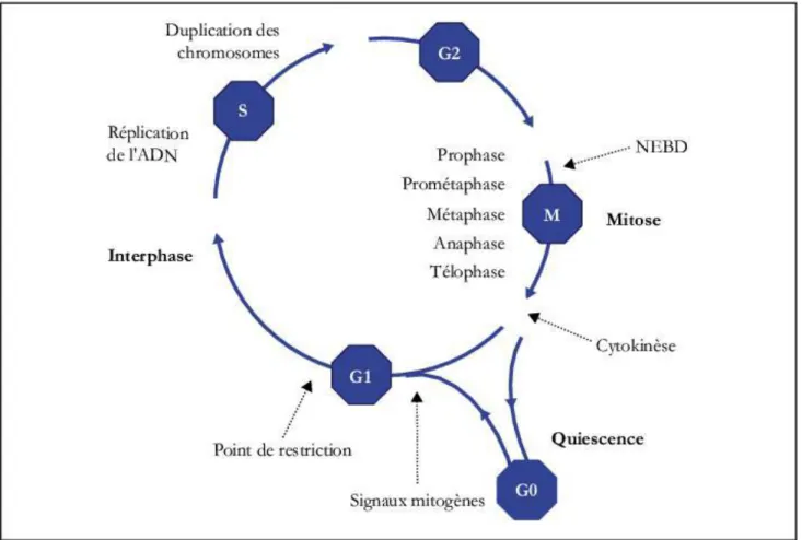 Figure  1:  le  cycle  cellulaire,  ses  différentes  phases  avec  quelques  évènements  cellulaires  (Meijer, L