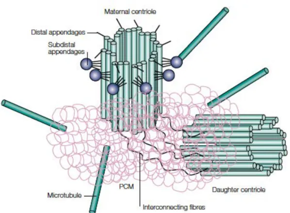 Figure 4: structure du centrosome (Doxsey, S., 2001).  