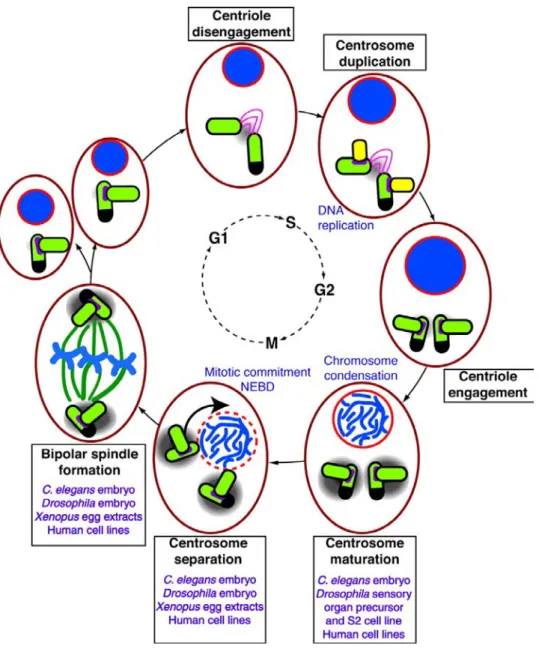 Figure 5: le cycle du centrosome et la formation du fuseau bipolaire (Barr and  Gergely, 2007)