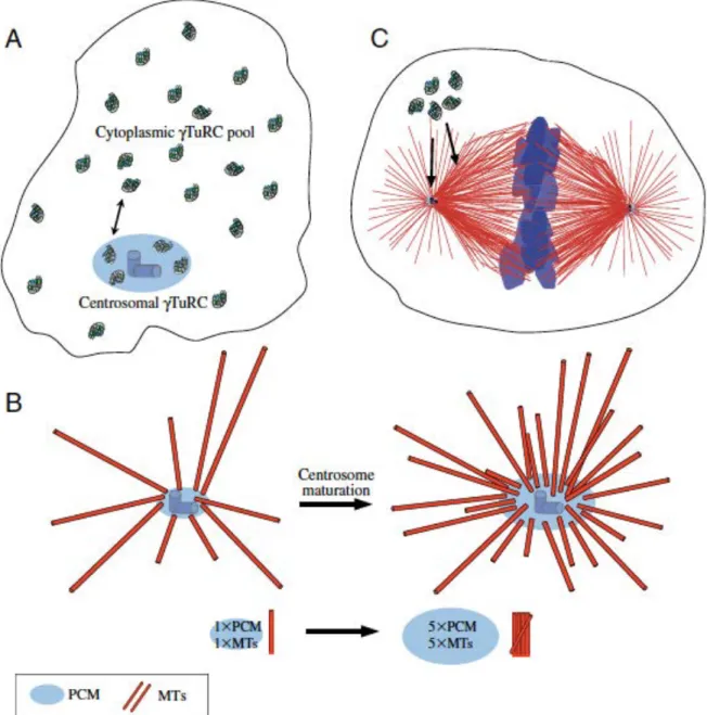 Figure 7: schéma du recrutement des  γTuRCs aux centrosomes en interphase (A),  aux  centrosomes  mitotiques  durant  leur  maturation  en  début  de  mitose  (B)  et  aux  centrosomes et fuseau mitotique en mitose (Wiese  and Zheng, 2006)