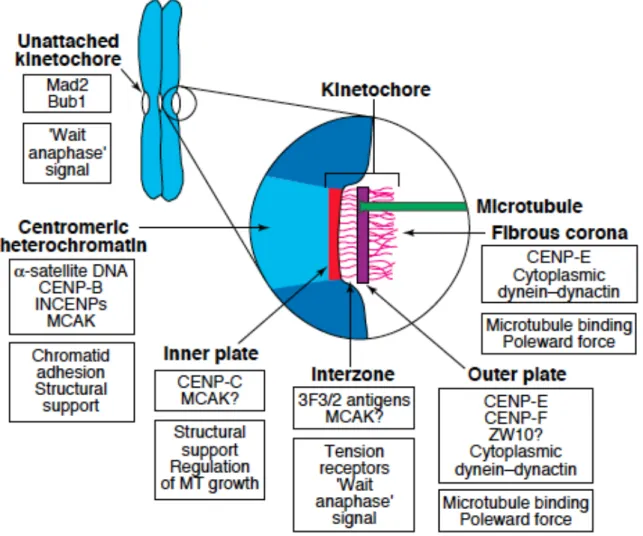 Figure  8:  les  structures  du  kinétochore  et  leurs  fonctions  ainsi  que  quelques  constituants protéiques essentiels (Rieder and Salmon, 1998)