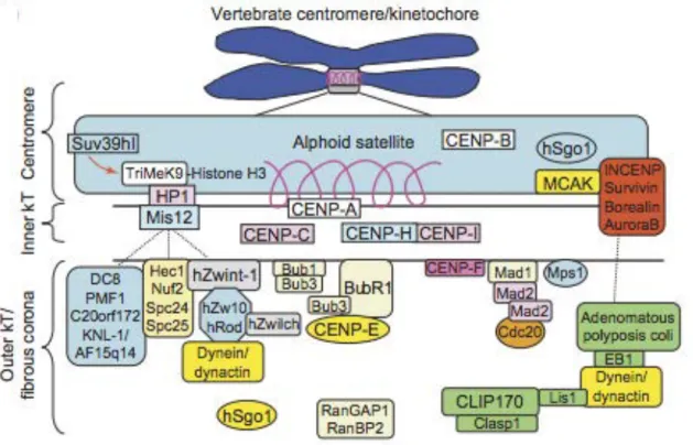 Figure 9: les composants du kinétochore (Chan et al., (2005).  