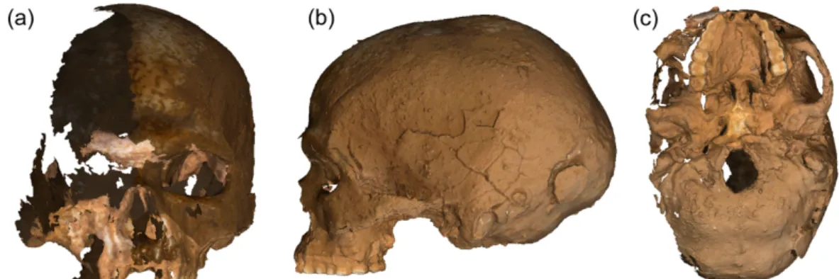 Figure 3. Visualization of the 3D model of L2A cranium with textures (in MeshLab©, ISTI,  v.1.3.4): (a) isolated cranium in frontal view; (b) cranium in left lateral view; (c) cranium in 