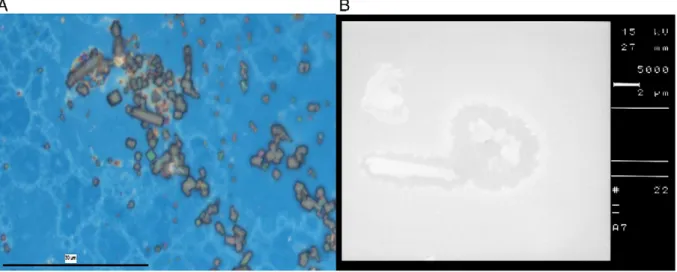 Fig. 6. A Microscope and B SEM pictures of the deposition. (Homogenous film and no reacted monomers on the surface).