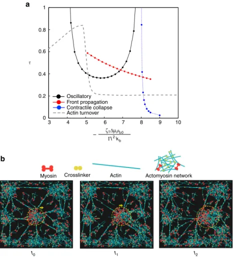 Fig. 7 Enhanced actin turnover results in nonaf ﬁ ne deformation of the elastomer: a Qualitative behavior of the actin turnover time as a function of contractile stress, which is consistent the with data from refs