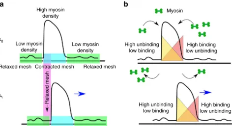 Fig. 6 Possible mechanisms for the movement of actomyosin-dense structures in an active af ﬁ ne elastomer: a moving deformation of the actomyosin mesh without turnover, implying a traveling front, and b moving deformation of the actomyosin mesh with differ