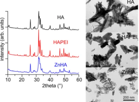 Fig. 1. Powder X-ray diffraction patterns and TEM images of the different synthesized apatitic samples: HA, HAPEI, ZnHA