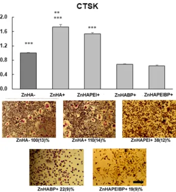 Figure 8. Gene expression of CTSK (a) and TRAP staining (b) of cocultured OC on material ZnHA+, ZnHAPEI+, ZnHABP+, and ZnHAPEIBP+ in oxidative stress conditions and reference (ZnHA−) after 7 days of incubation