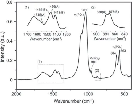 Fig. 8. FTIR spectrum collected for carbonated nanocrystalline apatite precipitated by thermal-decomplexing batch method