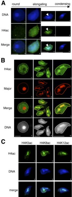 Figure 1.  Pericentric chromatin becomes acetylated in elongating sper- sper-matids. (A) H4 acetylation pattern in germ cells was analyzed by IF on  spermatids at the indicated stages of maturation, using an  anti–tetra-acetylated H4 antibody (H4ac)