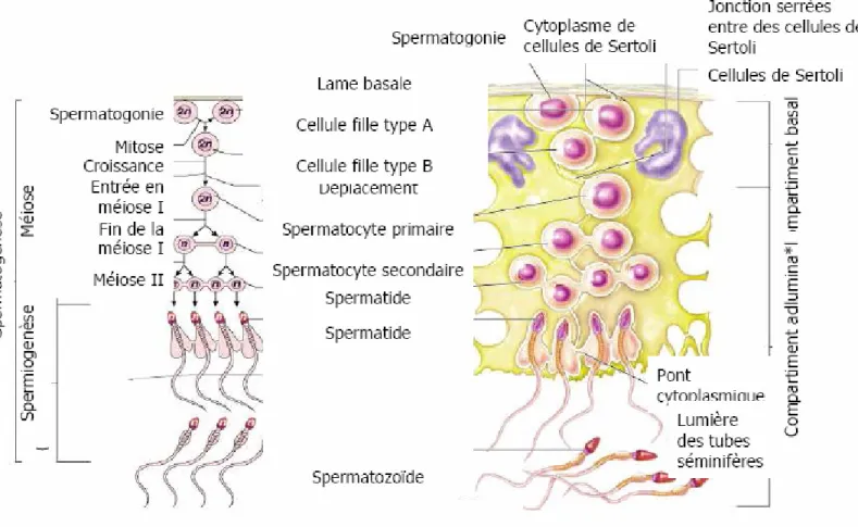 Figure 15. Schéma récapitulatif de l’évolution des cellules de la lignée germinale mâle