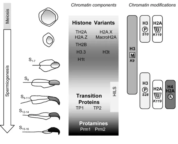 Figure 18. Le remodelage de la chromatine au cours de la spermatogénèse