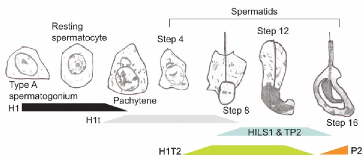 Figure 19. Les variants d’histones de liaison au cours de la spermatogénèse