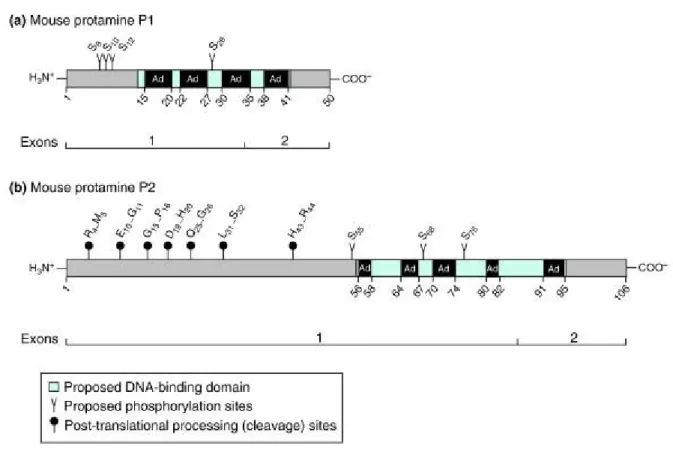 Figure 20. Représentation schématique des protéines et des gènes des protamines