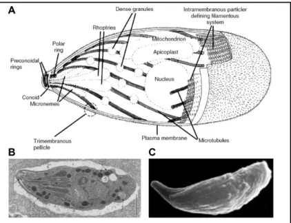 Figure  2.  The  T.  gondii  tachyzoite.  (A)  Schematic  representation  showing  the  main  structural  elements  and  organelles  from  left  to  right  the  conoid  and  the  polar  ring  from  which emerge the cortical twisted microtubules, the micron