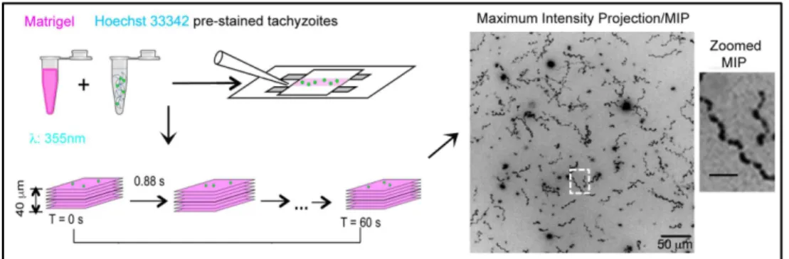 Figure 4. T. gondii tachyzoite motility assay in 3 dimensions. Preparation of matrigel  and  tachyzoites  stained  for  nucleus  with  Hoechst  33342  inside  the  so-called  “Pitta” 
