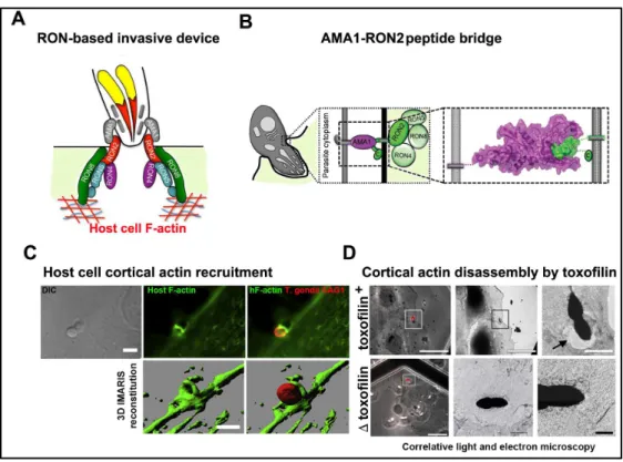 Figure  6.  Presentation  of  the  tachyzoite  invasive  nanodevice  as  a  key  element  for  successful entry