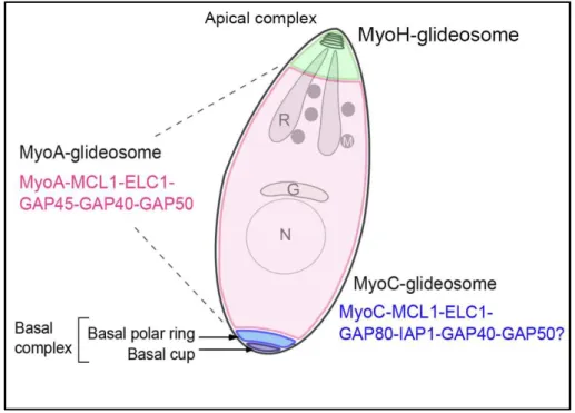 Figure  11.  Schematic  representation  of  the  3  identified  T.  gondii  glideosomes