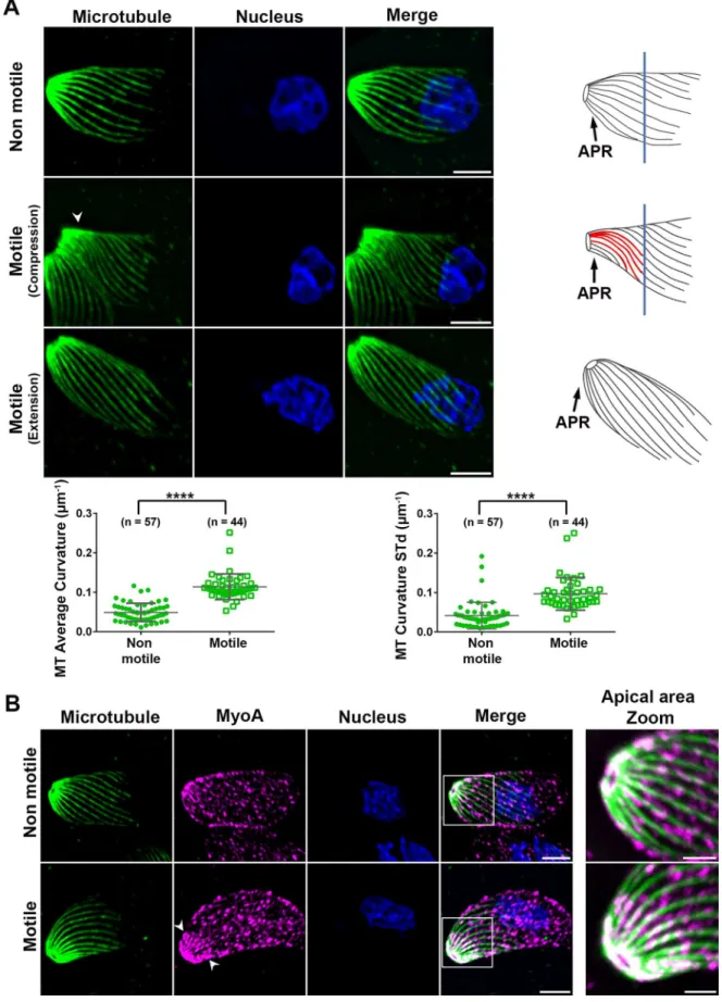 Figure 7. Curvature of cortical microtubules changes during helical gliding suggesting a spring-like mechanism apically driven by myosin- myosin-based contractile forces