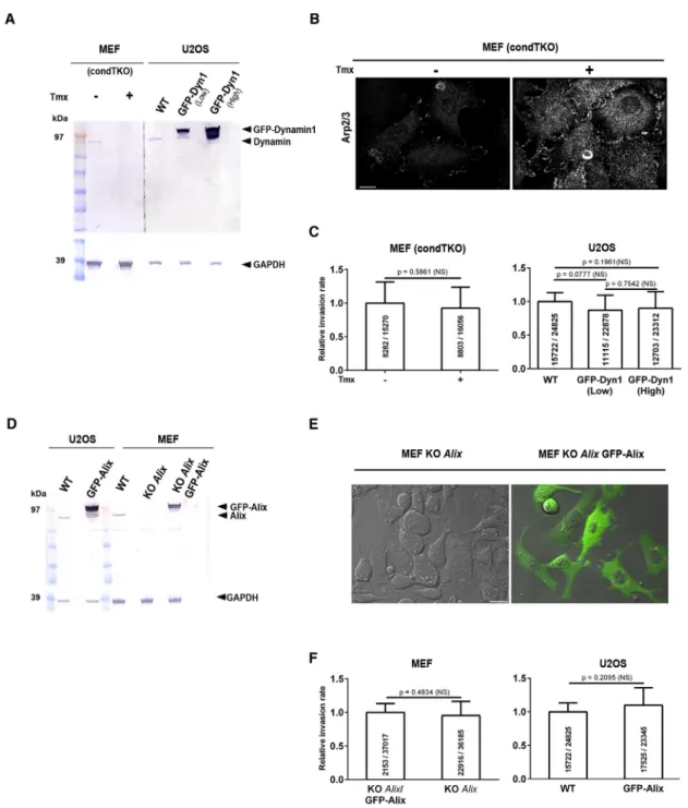 Figure 1. The Host Cell Membrane Fission Mechanoenzymes Dynamins and ESCRT Cofactor Alix Are Not Required for Tachyzoite Entry (A) Western blotting on WT MEFs, MEFs conditionally silenced for the three dynamin encoding genes (TKO), WT U2OS, and U2OS ectopi