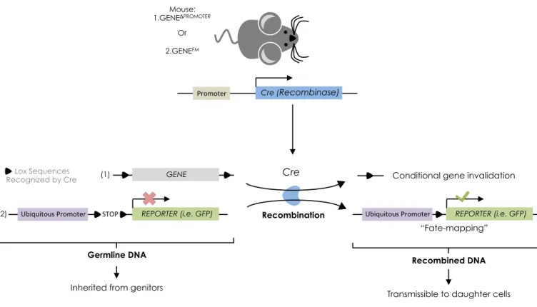 Figure 5 : Cre-Lox mice allow for conditional gene targeting and fate-mapping