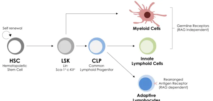 Figure 7 : CLP give rise to RAG-independent ILC  and RAG-dependent adaptive lymphocytes