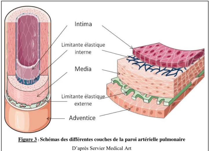 Figure 3  :  Schémas des différentes couches de la paroi artérielle pulmonaire   D’après Servier Medical Art 
