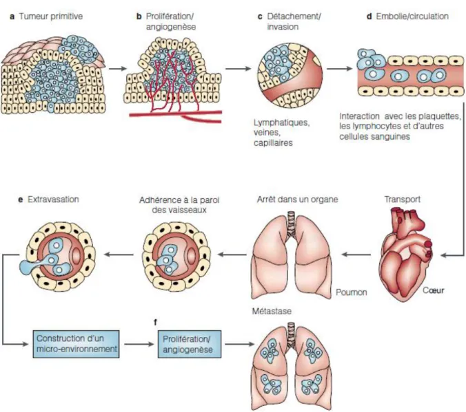 Figure 2: Cascade métastatique. Les différentes étapes se produisant successivement dans la tumeur primaire,  dans  la  circulation  et  dans  l’organe  cible