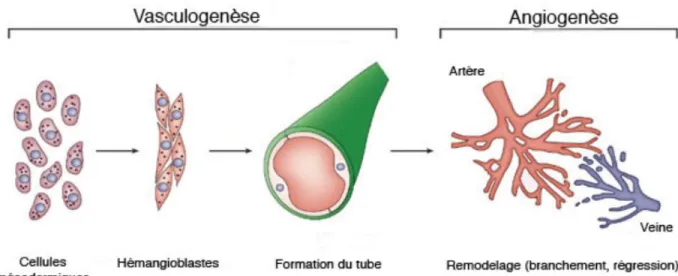 Figure  3:  Présentation  de  la  vasculogenèse  et  de  lʼangiogenèse.  Les  progéniteurs  se  différencient  pour  donner  des  cellules  endothéliales  qui  forment,  lors  de  la  vasculogenèse,  un  labyrinthe  vasculaire  primaire  dʼartères et de ve