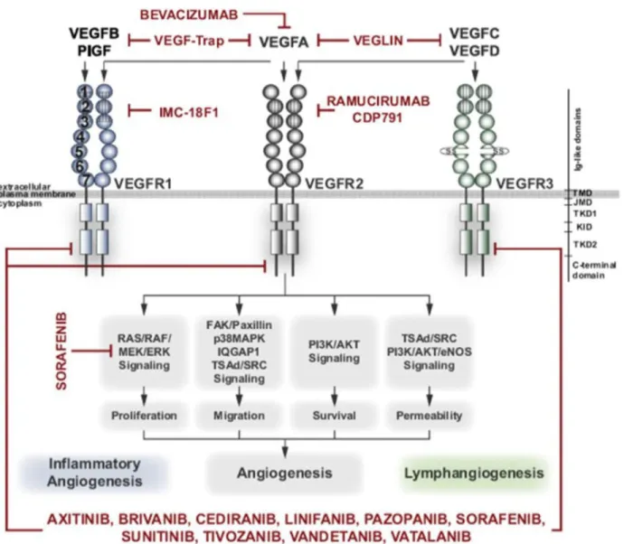 Figure 8 : Différents inhibiteurs pharmacologiques de l’angiogenèse développés en clinique (Backer and  Backer, 2012)