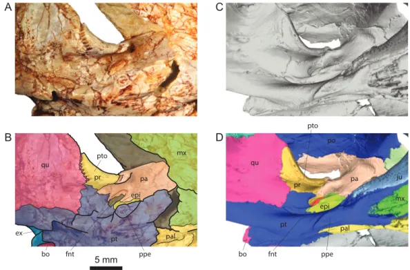 Figure 4 Comparison of the region of the processus trochlearis oticum and foramen nervi trigemini in Solnhoﬁa brachyrhyncha and Solnhoﬁa parsonsi