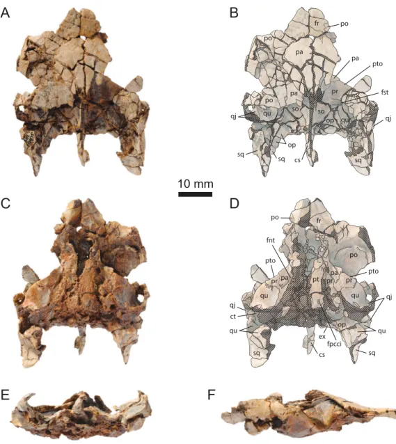 Figure 5 MJSN SCR010-1214, cranium of Solnhoﬁa brachyrhyncha (Kimmeridgian, Porrentruy, Switzerland)