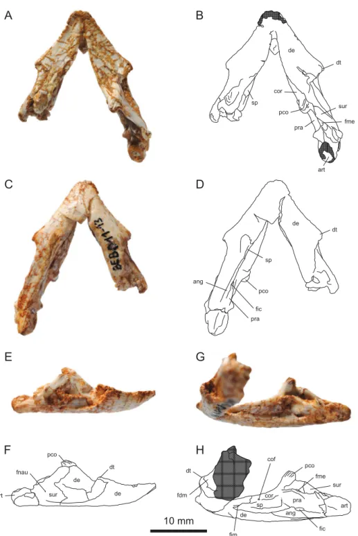 Figure 6 MJSN BEB011-13, mandible of Solnhoﬁa brachyrhyncha (Kimmeridgian, Porrentruy, Switzerland)