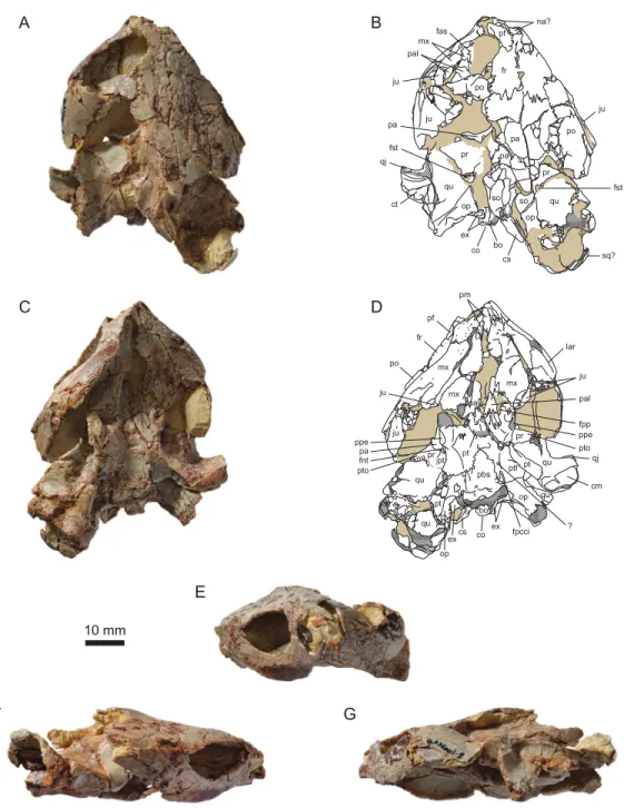 Figure 3 MJSN BAN001-2.1, holotype of Solnhoﬁa brachyrhyncha (Kimmeridgian, Porrentruy, Switzerland)