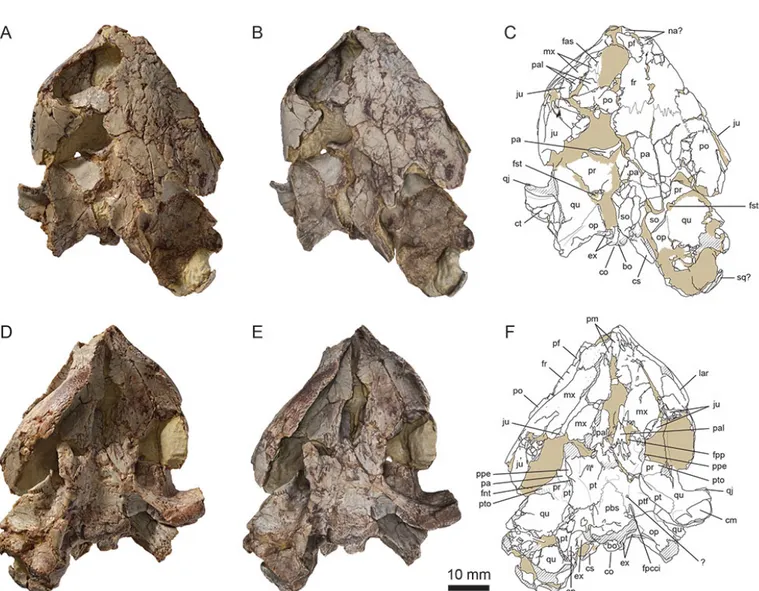 Figure 1. MJSN BAN001-2.1, holotype of Solnhofia brachyrhyncha (Kimmeridgian, Porrentruy, Switzerland)