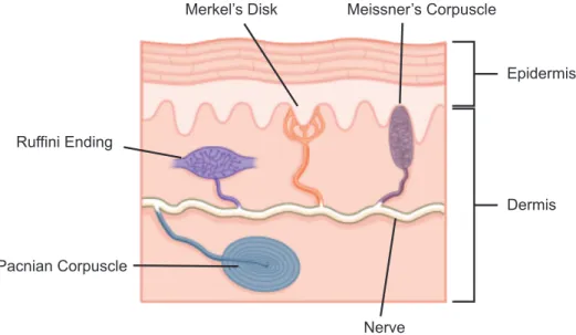 Figure 2.5. Diagram of human skin structure showing the mechanoreceptors responsible for tactile perception