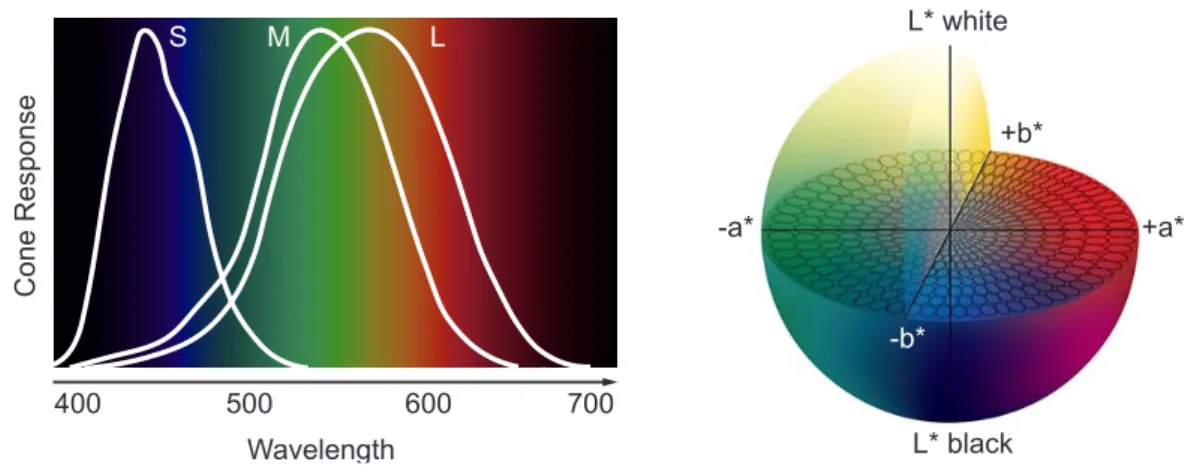 Figure 2.15. The response of human photoreceptors to diﬀerent wavelengths (left) and the CIEL*a*b* perceptually uniform color space where ellipsis mark perceptually equivalent colors [Pantone, 2018] (right).