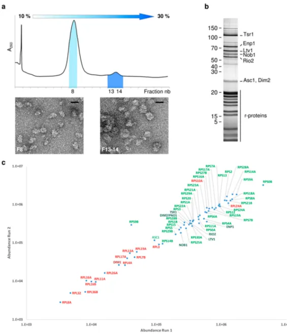 Figure 1. Purification of Tsr1-FPZ pre-40S particles. (a) Sucrose gradient profile of eluted Tsr1-FPZ pre-40S particles (upper panel) and negative staining TEM observations of gradient fractions 8 and 13–14 (lower panels)