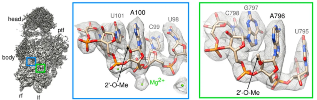 Figure 2. Consensus cryo-EM map of Tsr1-FPZ pre-40S particles. Left panel represents a view from the intersubunit side of the consensus cryo-EM map, solved to 3.1 Å resolution