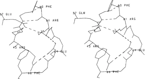 Fig. 8.  Hydrogen bonds and charge-charge interactions (hatched lines) at the first  hinge region