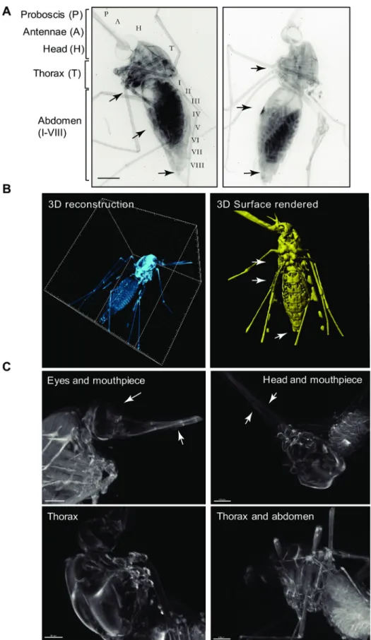 Fig 3. Visualization of an optically cleared Anopheles stephensi female mosquito. A) 2D reconstruction of two reconstructed mosquitoes showing detailed views of the head structures (H) including the antennae (A), and the proboscis (P) and the eyes