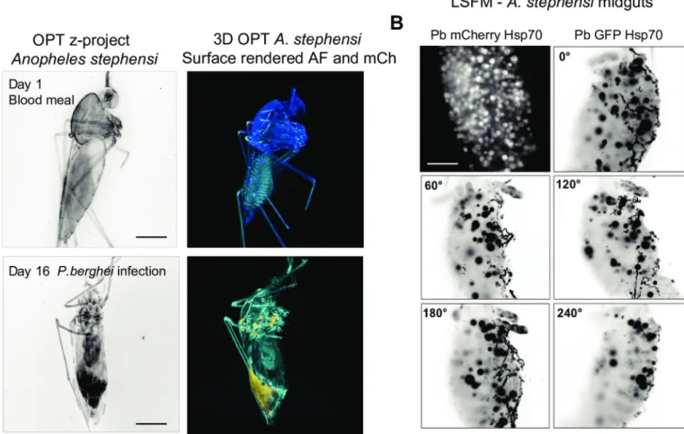 Fig 4. Visualization of Plasmodium-infected Anopheles stephensi female mosquitoes. (A) 3D project (B&amp;W) and 3D reconstructions of mosquitoes at the beginning and end of P