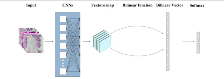 FIGURE 1 | Flow graph of the proposed method of Bilinear Convolutional Neural Networks (BCNNs)