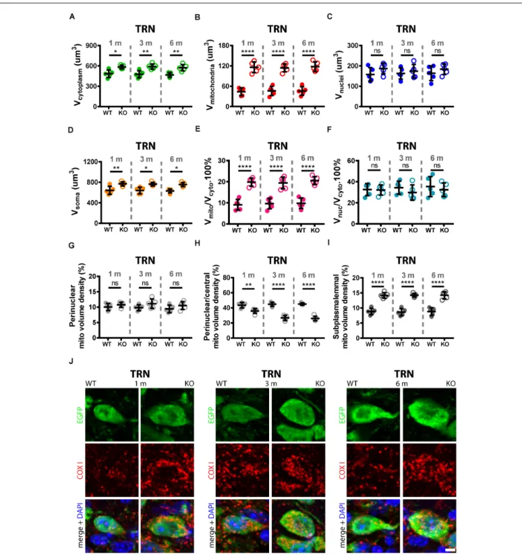 FIGURE 5 | Quantitative morphological analyses of TRN Pvalb neurons. A comparison was carried out in 1, 3, and 6-months old WT and KO mice