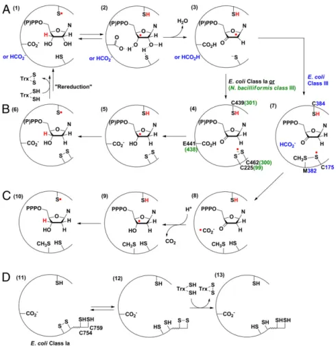 Fig. 1. Mechanistic model for nucleotide reduction by RNRs. (A) First half reaction common to all RNRs