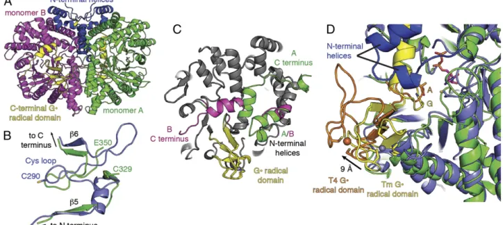 Fig. 5. Overall structure of T. maritima class III RNR. (A) The structure of the dimer is shown with monomer A (green) and monomer B (magenta) joined by an interface that contains four N-terminal helices specific to TmNrdD (blue)