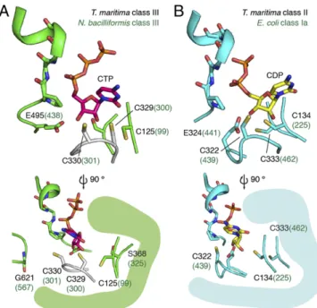 Fig. 7B) (62), which has two NrdD subtypes (NrdD1 and NrdD2) but no PFL: its NrdD1 operon contains a 10 N-formyl-tetrahydrofolate synthetase as a possible source of formate
